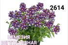 Немезия вегетативная маджента 1767 - фото 4653