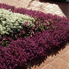 Алиссум ярко розовый семенной 1821 - фото 4717