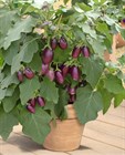 Аметист ампельный , подходит для комнатного выращивания 1871 - фото 4817