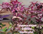 Традесканция Zebrina multicolor 1956 - фото 4971
