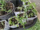 Крестовник роули Senecio rowleyanus 1961 - фото 4995