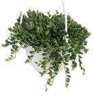 Крестовник геррейна Senecio Herreianus 1962 - фото 4997