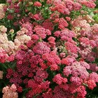 Тысячелистник flaverberst Red Shades 2140 - фото 5373