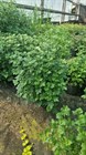Хризантема мультифлора наличие с 1 мая 1679 - фото 5506