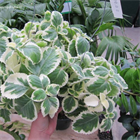 Плектрантус Cubin oregano 2271 - фото 5668