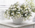 Бегония Боливийская white 2293 - фото 5736