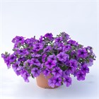 Фанфара Lavander 2344 - фото 5802
