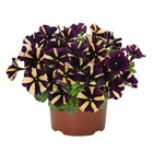 Смартунья wildmill black 2352 - фото 5811