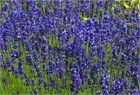 Лаванда голубая hitcot blue 2360 - фото 5822