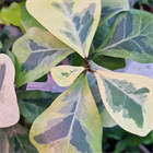 Фикус триангулярис коконат крем 2472