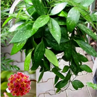 Хойя грацилис 2502