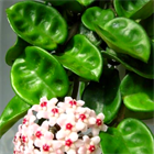 Хойя krinkle 2503