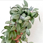 Хойя lacunosa louisa silver 2504