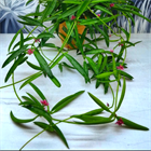 Дисхидия Phillipinensis 2505