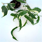 Хойя Kenejiana albomarginata 2506