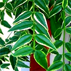 Хойя  Bella albomarginata 2507