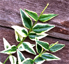 Хойя  Bella albomarginata 2507