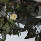 Хойя лакуноза блэк ливз black leaves 2485