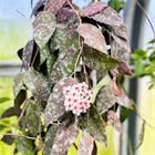 Хойя каудата суматра 2510