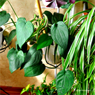 Сингониум Макрофилум 2511