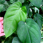 Сингониум Макрофилум 2511