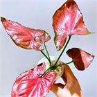 Сингониум Орм Нак 2512