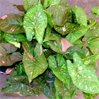 Сингониум Пинк Сплэш 2513