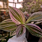 Традесканция Albiflora variegata unicorn 2257