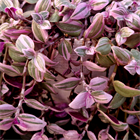 Традесканция мелколистная spring splash 2516