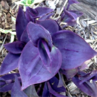 Традесканция pallida Baltimore bimbo 2517