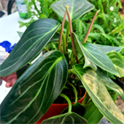 Пеперомия ваниль 2519