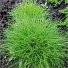 Овсянница фредди 2551