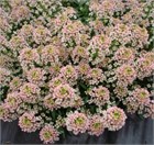 Алиссум свитти бронз 2558