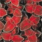 Колеус визард вельвет ред 2563