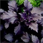 Базилик арарат 2597