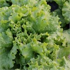 Салат гейзер 2599