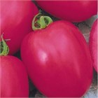Томат Новичок розовый 2604