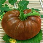 Томат шоколад 2605