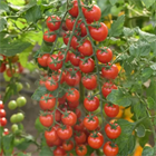 Томат Эльф f1 2610