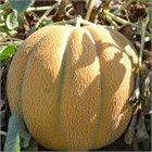 Дыня Эфиопка 2631