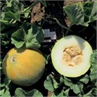 Дыня Медовый спас 2633