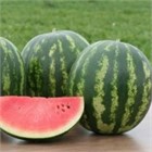 Арбуз Ница 2642