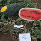 Арбуз Звезда инкрустированные семена 2644