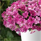 Splash dance fuchsia flamingo 2648