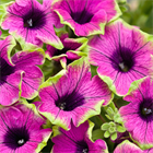 Cascadias pitaya 2650