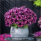 Gotunia cosmic purple 2652