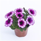 Петуния Dezinger Grape Tart 2659