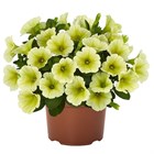 Петуния Potunia Yellow 2660