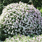 Петуния гигант тайдал silver 2665