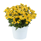 Немезия Nesia Inca 2668